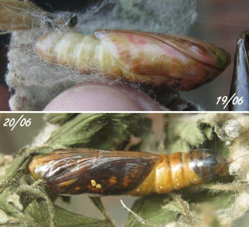 Réf. 304 928 : Chrysodeixis chalcites